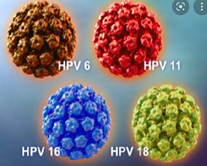Hình ảnh các tuýp phổ biến của virus HPV