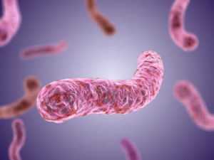 Hình ảnh vi khuẩn lao