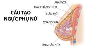 Cấu tạo vú ở phụ nữ