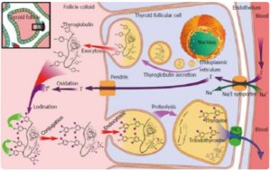 Chuyển hóa thyroglobulin